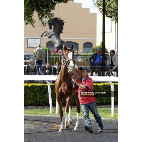 ITS Sales at Capannelle racecourse Roma - Capannelle racecourse, 21st may 2012 ph.Stefano Grasso