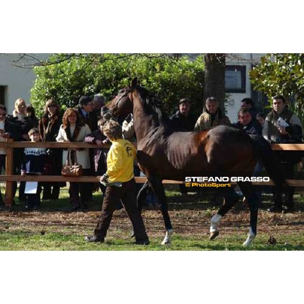 Bound of Honour stallion parade at Ri-Ma Stud Cisterna di Latina, 16th january 2005 ph. Stefano Grasso