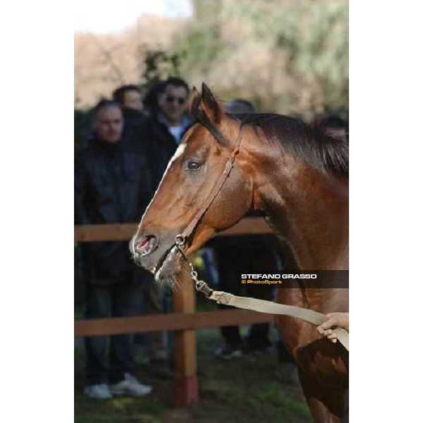 Bound of Honour stallion parade at Ri-Ma Stud Cisterna di Latina, 16th january 2005 ph. Stefano Grasso