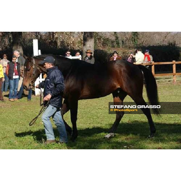 Blu Air Force stallion parade at Ri-Ma Stud Cisterna di Latina, 16th january 2005 ph. Stefano Grasso