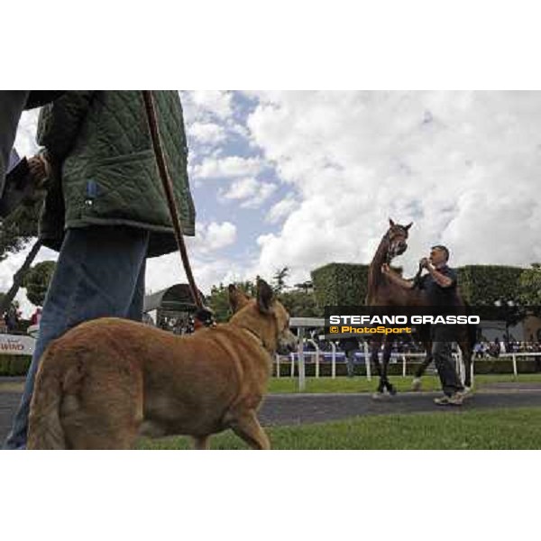 ITS Sales at Capannelle racecourse Biri Roma - Capannelle racecourse, 21st may 2012 ph.Stefano Grasso