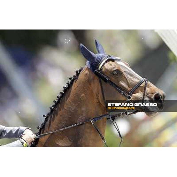 Stallone during the the Nations\' Cup Roma - Villa Borghese - 80° Csio Piazza di Siena, 25th may 2012 ph.Stefano Grasso