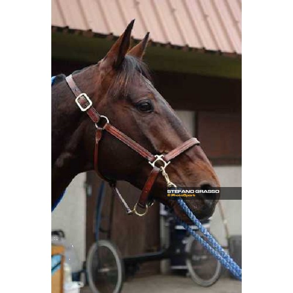 close up for Jag de Bellouet at Vincennes Paris Vincennes, 30th january 2005 ph. Stefano Grasso