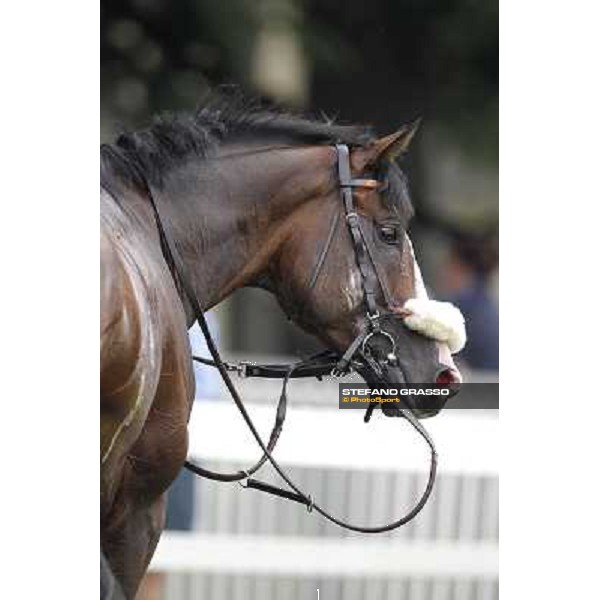 a portrait for Earl of Tinsdal winner of the Gran Premio di Milano - Trofeo Snai Milano - San Siro racecourse, 10th june 2012 ph.Stefano Grasso