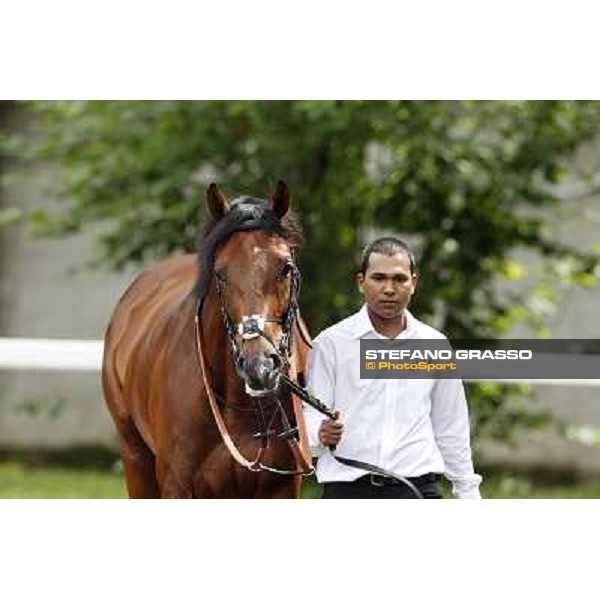 Joshua Tree Gran Premio di Milano - Trofeo Snai Milano - San Siro galopp racecourse,10th june 2012 ph.Stefano Grasso