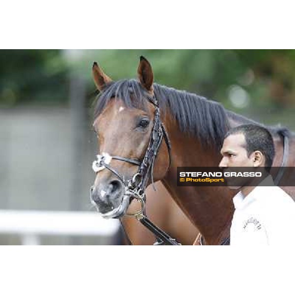 Joshua Tree Gran Premio di Milano - Trofeo Snai Milano - San Siro galopp racecourse,10th june 2012 ph.Stefano Grasso