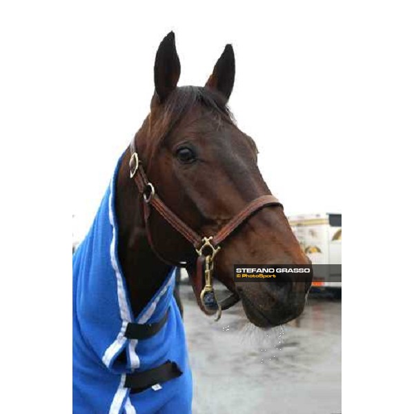 close up for Jag de Bellouet at Vincennes Paris Vincennes, 30th january 2005 ph. Stefano Grasso