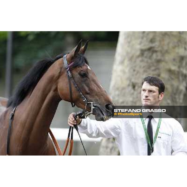 Quiza Quiza Quiza Gran Premio di Milano - Trofeo Snai Milano - San Siro galopp racecourse,10th june 2012 ph.Stefano Grasso