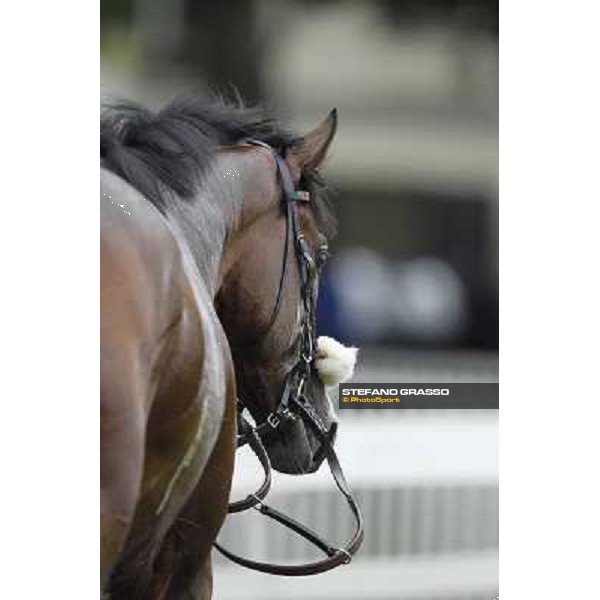 a portrait for Earl of Tinsdal after the triumph in the Gran Premio di Milano - Trofeo Snai Milano - San Siro galopp racecourse,10th june 2012 ph.Stefano Grasso