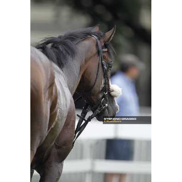 a portrait for Earl of Tinsdal after the triumph in the Gran Premio di Milano - Trofeo Snai Milano - San Siro galopp racecourse,10th june 2012 ph.Stefano Grasso