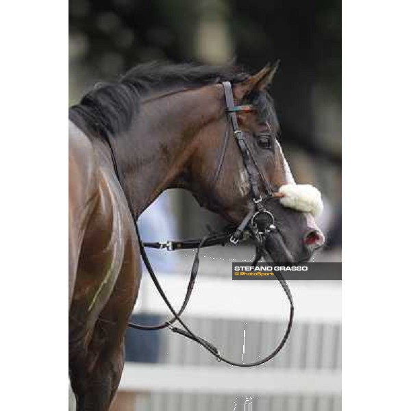 a portrait for Earl of Tinsdal after the triumph in the Gran Premio di Milano - Trofeo Snai Milano - San Siro galopp racecourse,10th june 2012 ph.Stefano Grasso