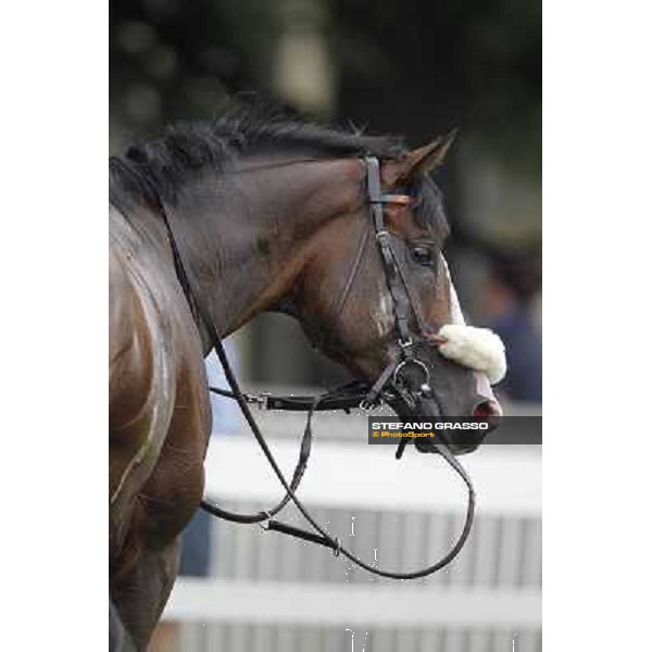 a portrait for Earl of Tinsdal after the triumph in the Gran Premio di Milano - Trofeo Snai Milano - San Siro galopp racecourse,10th june 2012 ph.Stefano Grasso