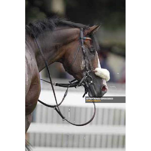 a portrait for Earl of Tinsdal after the triumph in the Gran Premio di Milano - Trofeo Snai Milano - San Siro galopp racecourse,10th june 2012 ph.Stefano Grasso