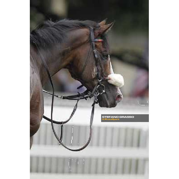 a portrait for Earl of Tinsdal after the triumph in the Gran Premio di Milano - Trofeo Snai Milano - San Siro galopp racecourse,10th june 2012 ph.Stefano Grasso