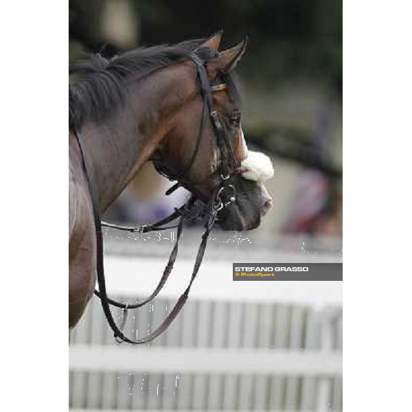 a portrait for Earl of Tinsdal after the triumph in the Gran Premio di Milano - Trofeo Snai Milano - San Siro galopp racecourse,10th june 2012 ph.Stefano Grasso