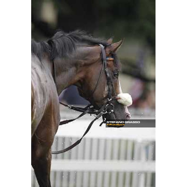 a portrait for Earl of Tinsdal after the triumph in the Gran Premio di Milano - Trofeo Snai Milano - San Siro galopp racecourse,10th june 2012 ph.Stefano Grasso