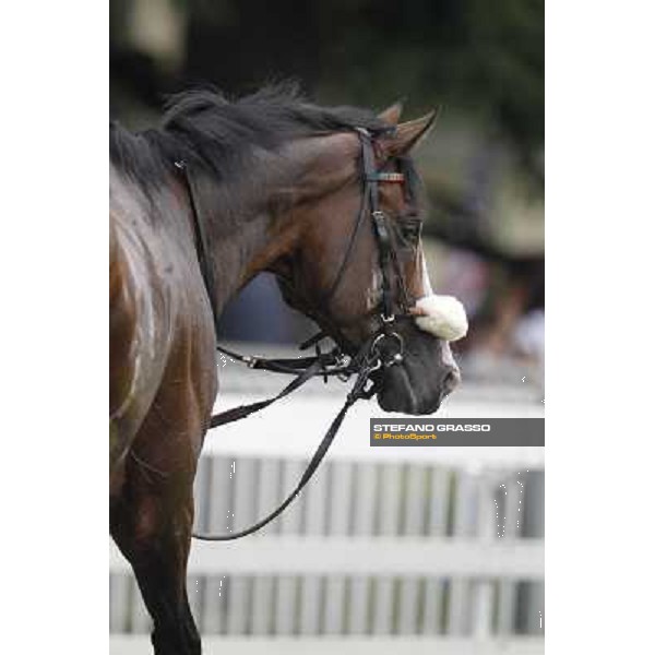 a portrait for Earl of Tinsdal after the triumph in the Gran Premio di Milano - Trofeo Snai Milano - San Siro galopp racecourse,10th june 2012 ph.Stefano Grasso