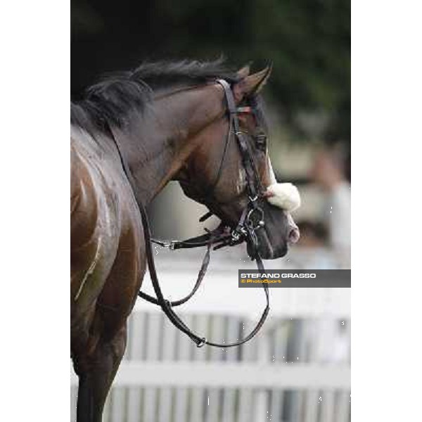 a portrait for Earl of Tinsdal after the triumph in the Gran Premio di Milano - Trofeo Snai Milano - San Siro galopp racecourse,10th june 2012 ph.Stefano Grasso