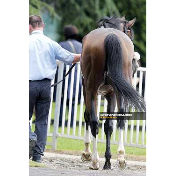 Earl of Tinsdal returns home after the triumph in the Gran Premio di Milano - Trofeo Snai Milano - San Siro galopp racecourse,10th june 2012 ph.Stefano Grasso