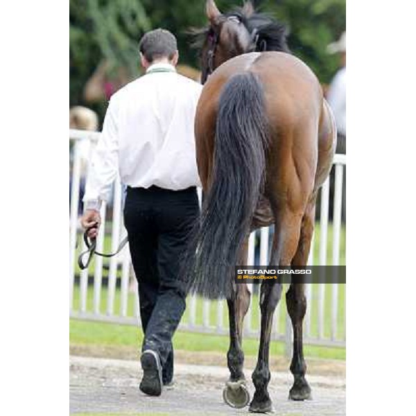 Quiza Quiza Quiza returns home after the second place in the Gran Premio di Milano - Trofeo Snai Milano - San Siro galopp racecourse,10th june 2012 ph.Stefano Grasso