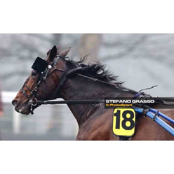 close up for Jag de Bellout on the last bend of 84° Gran Prix d\'Amerique PAris Vincennes, 30th january 2005 ph. Stefano Grasso