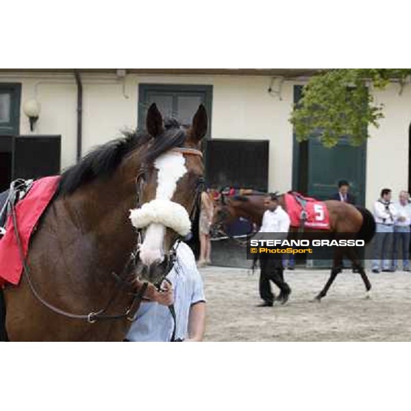 Earl of Tinsdal Gran Premio di Milano - Trofeo Snai Milano - San Siro galopp racecourse,10th june 2012 ph.Stefano Grasso