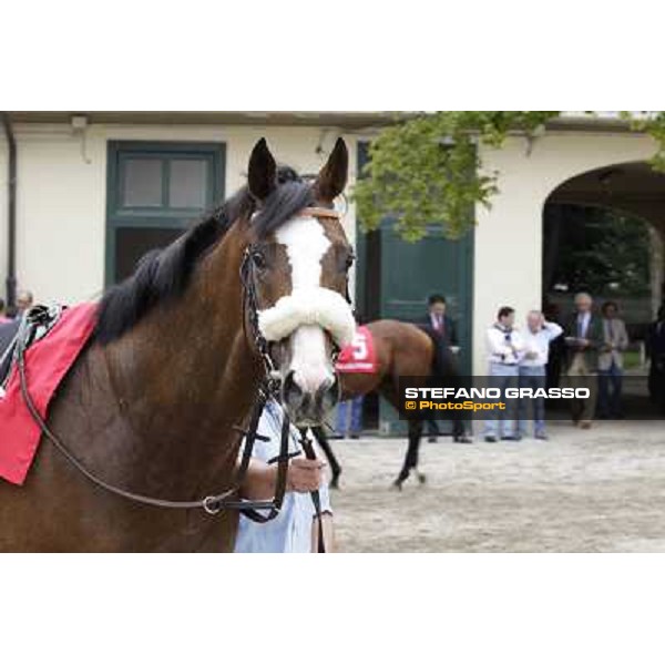 Earl of Tinsdal Gran Premio di Milano - Trofeo Snai Milano - San Siro galopp racecourse,10th june 2012 ph.Stefano Grasso