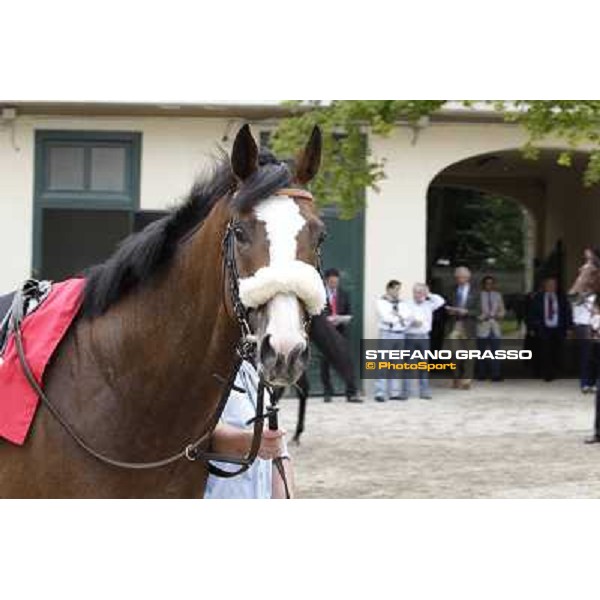 Earl of Tinsdal Gran Premio di Milano - Trofeo Snai Milano - San Siro galopp racecourse,10th june 2012 ph.Stefano Grasso