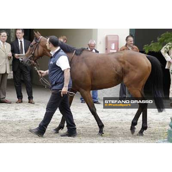 Frankenstein Gran Premio di Milano - Trofeo Snai Milano - San Siro galopp racecourse,10th june 2012 ph.Stefano Grasso