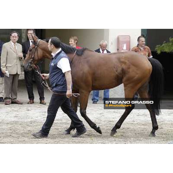 Frankenstein Gran Premio di Milano - Trofeo Snai Milano - San Siro galopp racecourse,10th june 2012 ph.Stefano Grasso