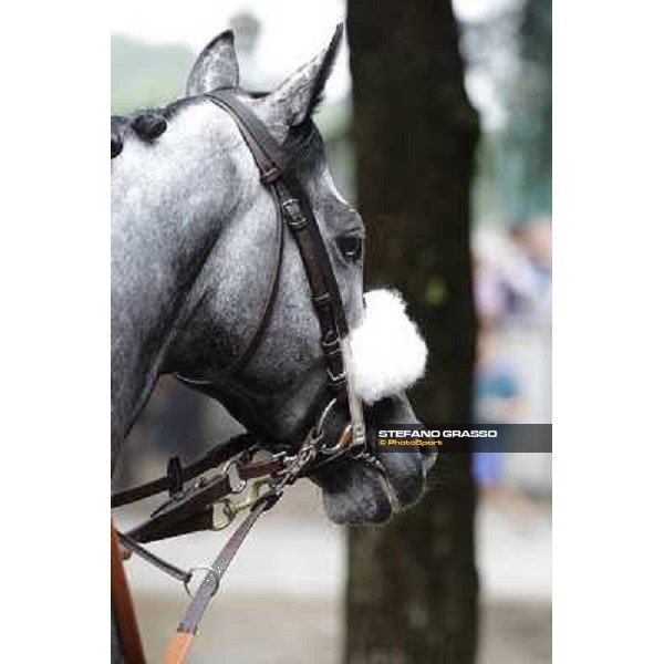 Vadamar Gran Premio di Milano - Trofeo Snai Milano - San Siro galopp racecourse,10th june 2012 ph.Stefano Grasso