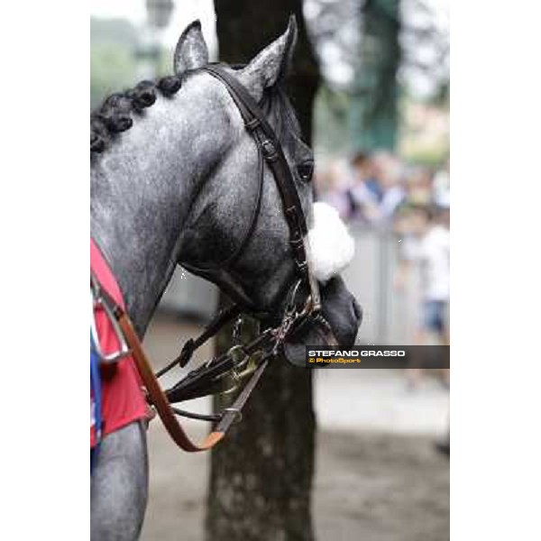 Vadamar Gran Premio di Milano - Trofeo Snai Milano - San Siro galopp racecourse,10th june 2012 ph.Stefano Grasso