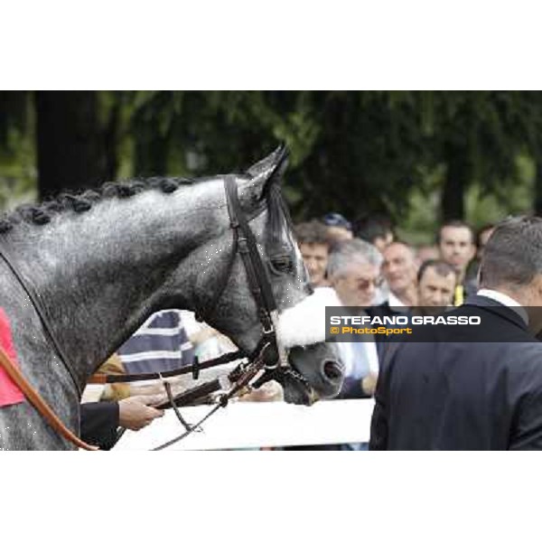 Vadamar Gran Premio di Milano - Trofeo Snai Milano - San Siro galopp racecourse,10th june 2012 ph.Stefano Grasso