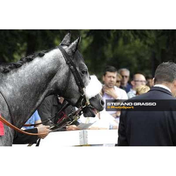 Vadamar Gran Premio di Milano - Trofeo Snai Milano - San Siro galopp racecourse,10th june 2012 ph.Stefano Grasso