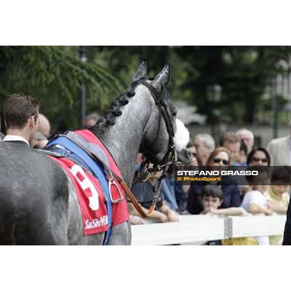 Vadamar Gran Premio di Milano - Trofeo Snai Milano - San Siro galopp racecourse,10th june 2012 ph.Stefano Grasso