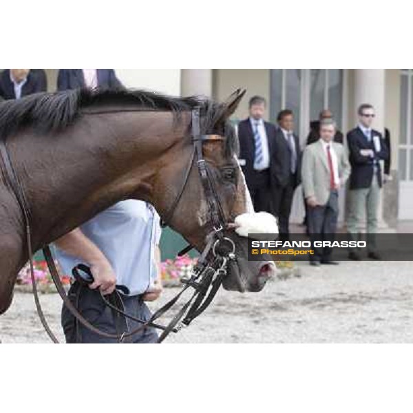 Earl of Tindsal after the triumph in the Gran Premio di Milano - Trofeo Snai Milano - San Siro galopp racecourse,10th june 2012 ph.Stefano Grasso