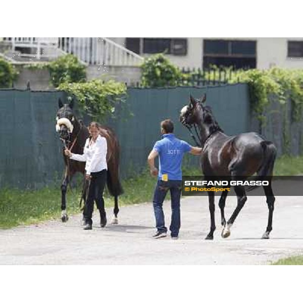 Bit of Hell returns home while Occhio della Mente arrives for the race Milano - San Siro galopp racecourse,10th june 2012 ph.Stefano Grasso