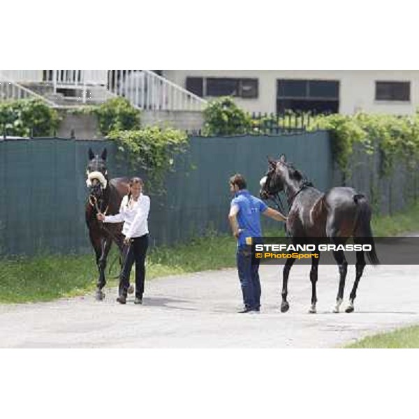 Bit of Hell returns home while Occhio della Mente arrives for the race Milano - San Siro galopp racecourse,10th june 2012 ph.Stefano Grasso