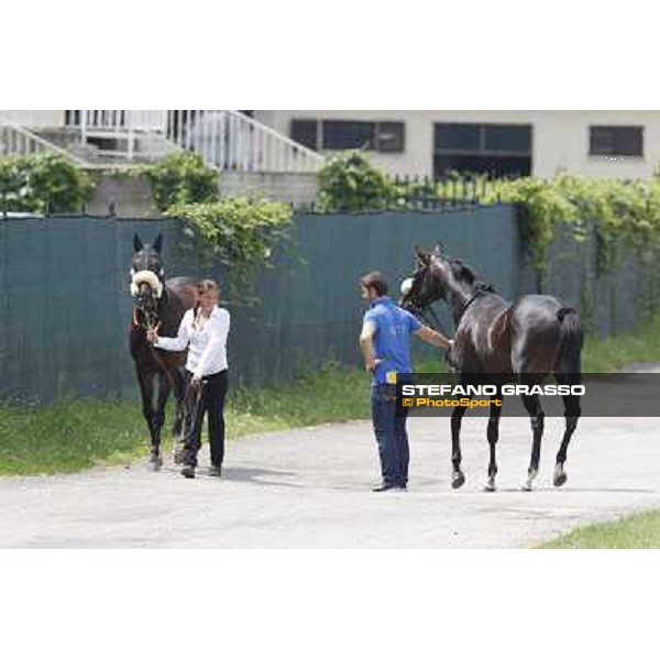 Bit of Hell returns home while Occhio della Mente arrives for the race Milano - San Siro galopp racecourse,10th june 2012 ph.Stefano Grasso