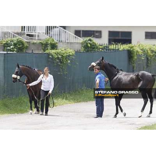 Bit of Hell returns home while Occhio della Mente arrives for the race Milano - San Siro galopp racecourse,10th june 2012 ph.Stefano Grasso