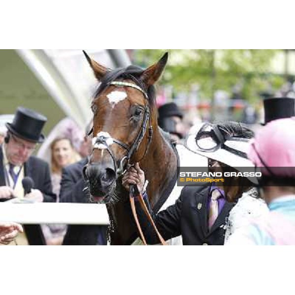 Frankel,Tom Queally up, wins the Queen Anne Stakes Royal Ascot, First Day, 19th june 2012 ph.Stefano Grasso