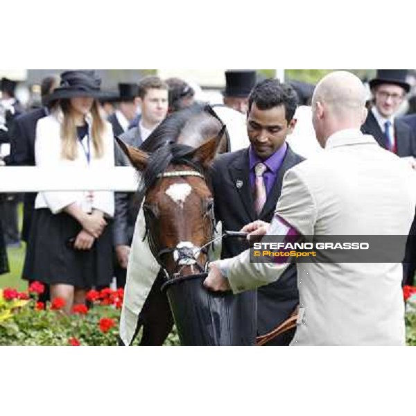 Frankel,Tom Queally up, wins the Queen Anne Stakes Royal Ascot, First Day, 19th june 2012 ph.Stefano Grasso