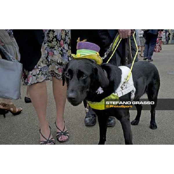 Ladies Day - Zoe arrives at the racecourse Royal Ascot, third day, 21st june 2012 ph.Stefano Grasso