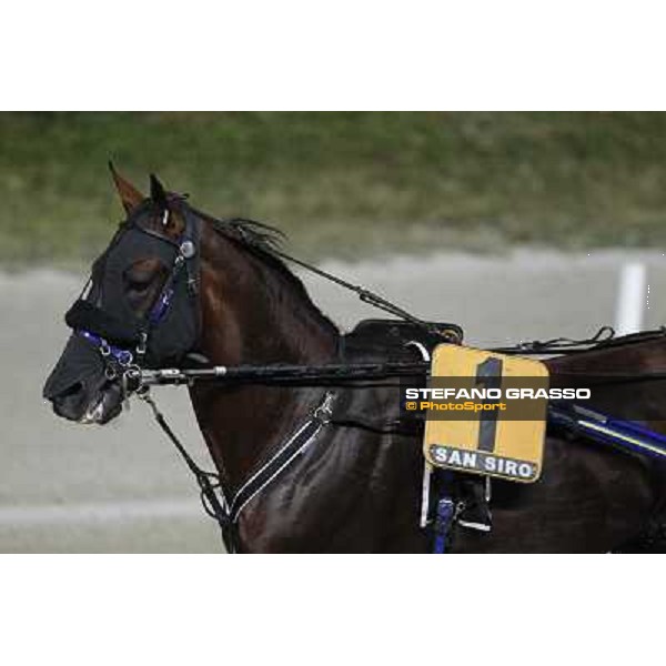 Pascià Lest Milano - San Siro trot racecourse, 30th june 2012 ph.Stefano Grasso