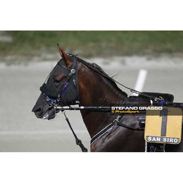 Pascià Lest Milano - San Siro trot racecourse, 30th june 2012 ph.Stefano Grasso