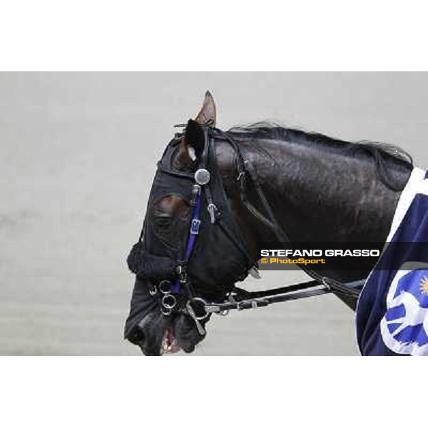 A close up for Pascià Lest winner of the Gran Premio Nazionale - Mem.Gianni Ferraris Milano - San Siro trot racecourse, 30th june 2012 ph.Stefano Grasso