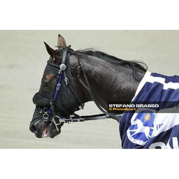 A close up for Pascià Lest winner of the Gran Premio Nazionale - Mem.Gianni Ferraris Milano - San Siro trot racecourse, 30th june 2012 ph.Stefano Grasso