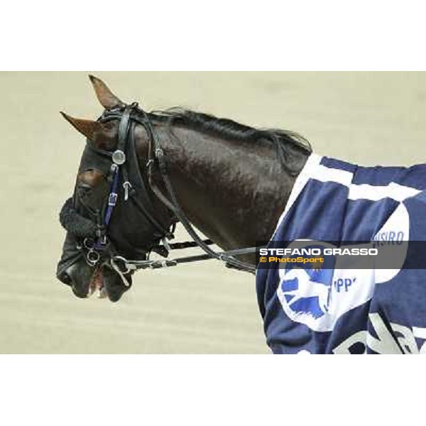 A close up for Pascià Lest winner of the Gran Premio Nazionale - Mem.Gianni Ferraris Milano - San Siro trot racecourse, 30th june 2012 ph.Stefano Grasso