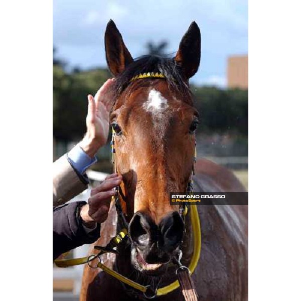 clopse up for Filosuf winner of Premio Volpetto Rome Capannelle, 20th february 2005 ph. Stefano Grasso