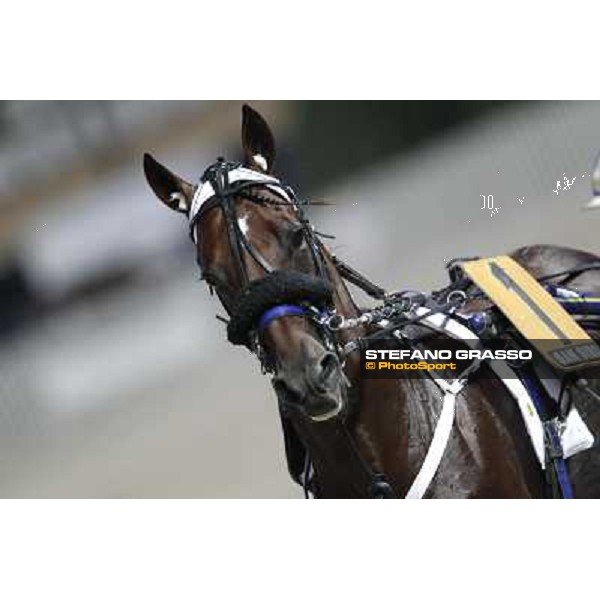 Pascià Lest Milano - San Siro trot racecourse, 30th june 2012 ph.Stefano Grasso